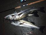 Seabass_NBK_080121.JPG