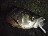 Seabass_OTF.JPG
