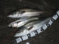 Seabass_SNB080119.JPG