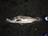 Seabass_SR_080205.JPG