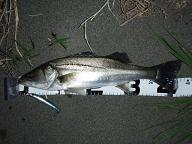 Seabass_Sagamigawa_Sasuke95S.JPG