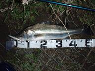 Seabass_Sagamigawa_Trip85.JPG