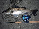 Seabass_TO.JPG