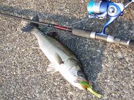 Seabass_Wind.JPG