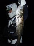 Seabass_ZS-2.JPG