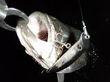 Seabass_w_KomomoSF-125.JPG