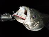Seabass_w_Reppa_SR.JPG