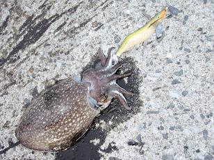 Shiriyake090620.JPG
