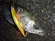 ShonanSeaBass071129.JPG