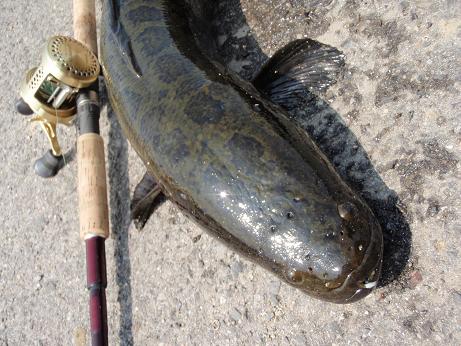 Snake-1.JPG