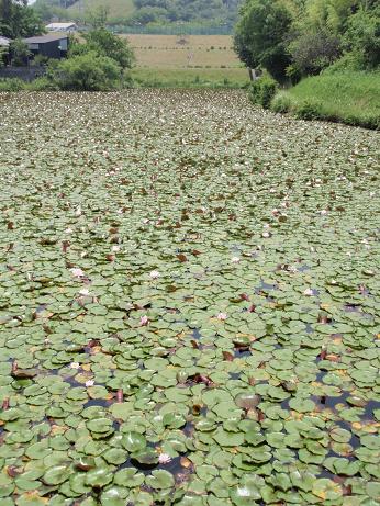 Snake-Pond.JPG