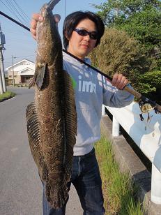 Snakehead_090430.JPG