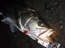 Sobat w Seabass_84cm-Head.JPG