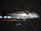 Sobat w Seabass_84cm.JPG