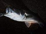 seabass_70.JPG