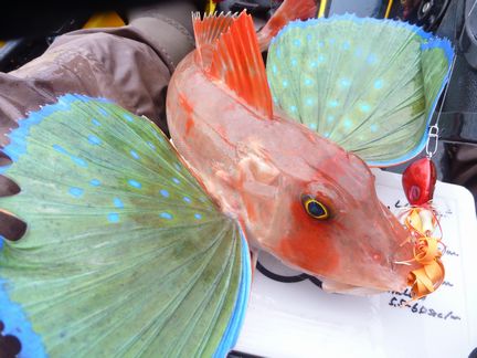 P1000020_002.jpg
