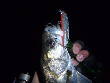 P1000036_00.jpg