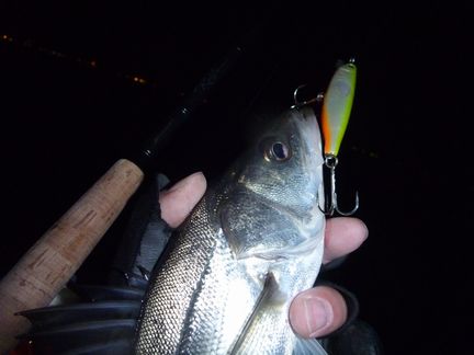 P1000250_000.jpg