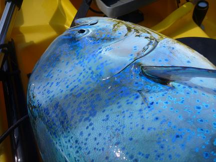 P1000270_blue_Silver.JPG