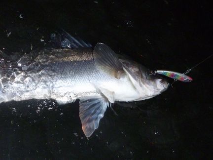 P1000443_08.jpg