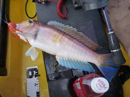 P1000926_001.jpg