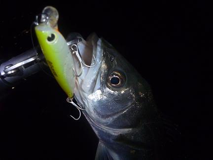 P1010368_211-5.JPG
