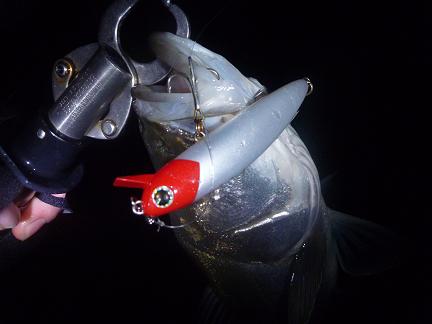 P1010369_211-6.JPG