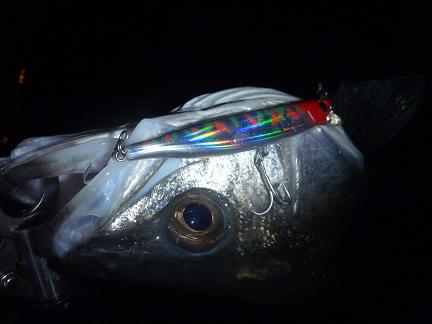 P1010374_211-7.JPG