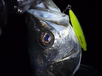P1010458_25-2.JPG