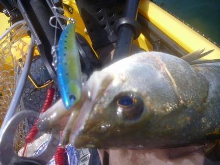 P1010880_koume80-1.jpg