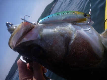 P1010889_twitcher.jpg