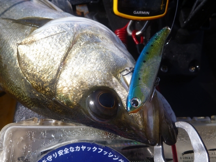 P1010894_koume70-1.jpg