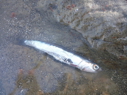 P1010932_iwashi.jpg
