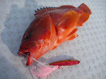 P1020020_mikura13.jpg