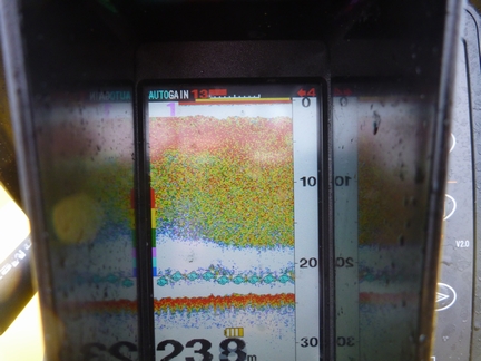 P1020058_ika-3.jpg