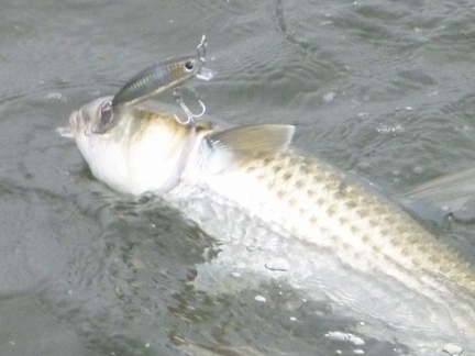 P1020185_bora.jpg