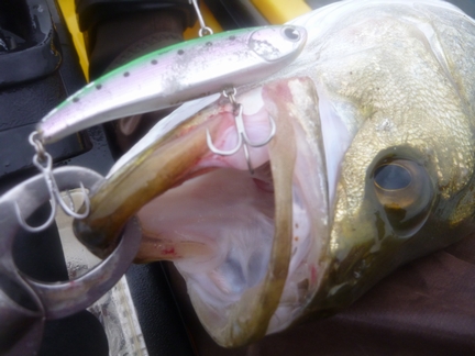 P1020277_1-koume70.jpg