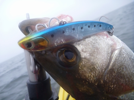 P1020312_6-koume80.jpg