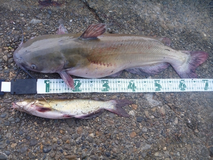 P1020423_10_hugu-compare.jpg
