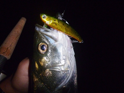 P1020543_01.JPG