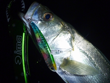 P1020614_01.jpg
