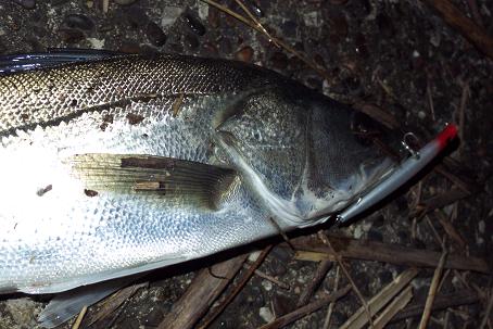 P1020657_2.JPG