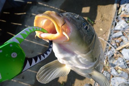 P1020851_koi.jpg