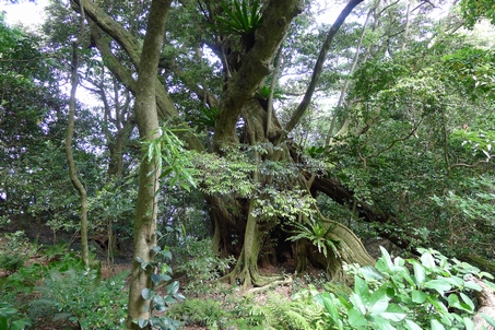 P1030094_mikura07.jpg