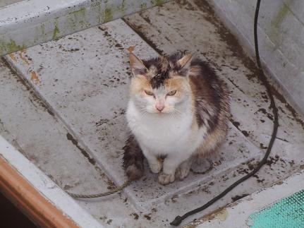 P1220004_tanago-2.JPG