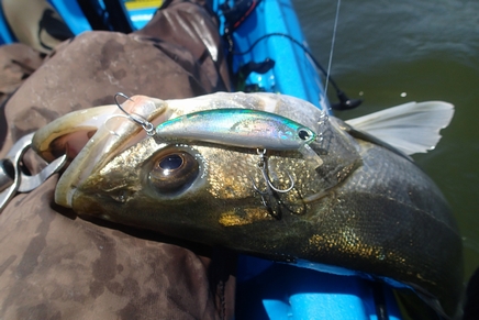P5170284_rt.jpg