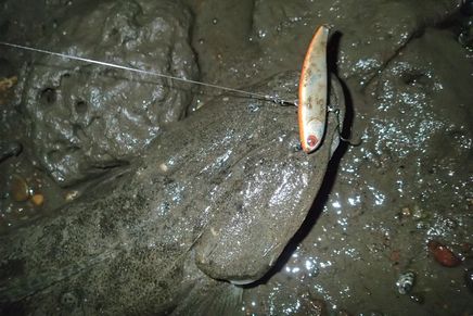 P8090010_003.jpg