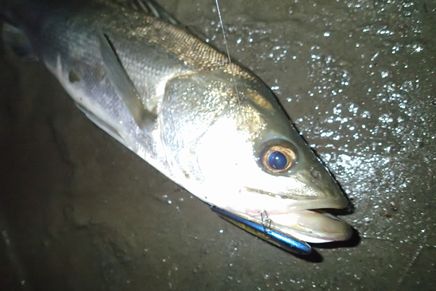 P8100042_005.jpg